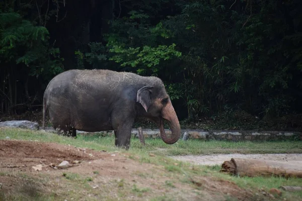 Elefante Indio Solitario Descansando Zoológico —  Fotos de Stock