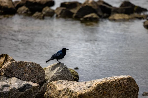 Pájaro Negro Una Roca Outer Banks —  Fotos de Stock
