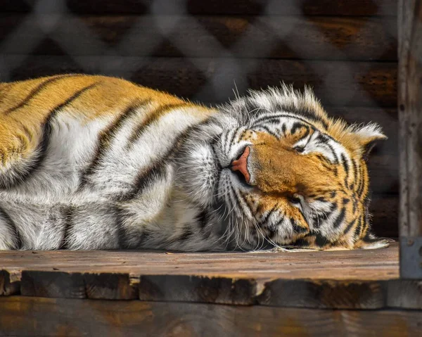 Primer Plano Tigre Siberiano Acostado Zoológico Disfrutando Luz Del Sol —  Fotos de Stock