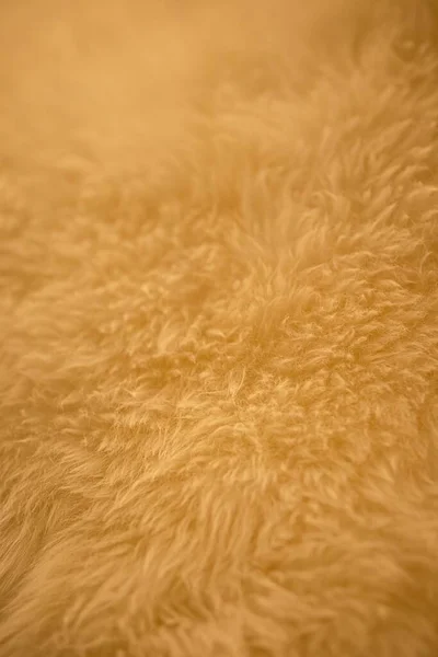 노란색 Sheepskin Fur 배경에 클로즈업 — 스톡 사진