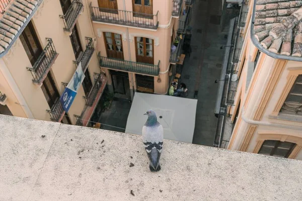 Pigeon Sauvage Perché Sur Toit Bâtiment Grenade Andalousie Espagne — Photo
