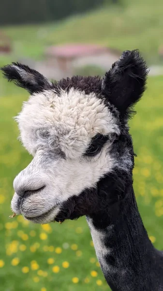 毛茸茸的黑色白羊驼在田野上的一个垂直特写镜头 — 图库照片