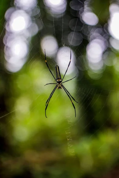在模糊的背景下 一张尼泊尔琵琶鱼蜘蛛在其网络上的垂直照片 — 图库照片