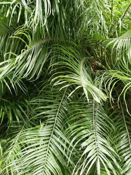 緑豊かなカラマスヤシの葉の垂直ショット 背景の色 — ストック写真