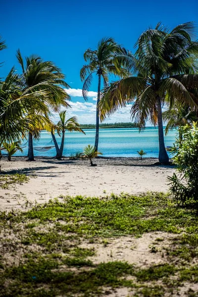 Palmenvertikale Malerischen Strand Von Casuarina Auf Den Bahamas Mit Türkisfarbenem — Stockfoto