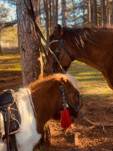 Tiro Vertical Dois Cavalos Amarrados Tronco Árvore Uma Floresta Hora — Fotografia de Stock