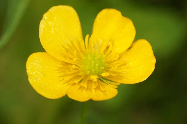 Closeup Ranunculus Acris Yellow Buttercup Flower Garden — Stock Photo, Image