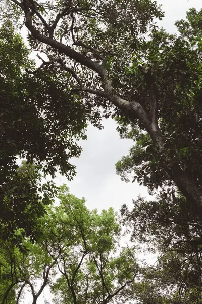 Ein Schöner Blick Auf Baumblätter Himmel — Stockfoto