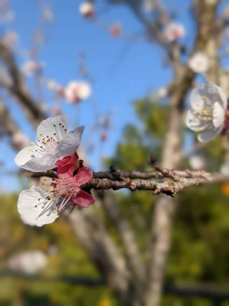 Abricot Fleurs Fleurit Gros Plan Avec Fond Flou — Photo