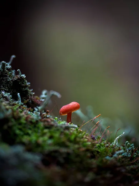 Stock image A vertical closeup of a very little forest mushroom with a red cap