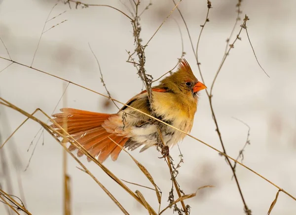 Nahaufnahme Eines Nördlichen Kardinals Auf Einem Zweig Einem Kalten Wintertag — Stockfoto