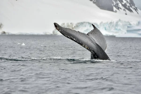 바다위에 고래의 꼬리를 클로즈업 — 스톡 사진