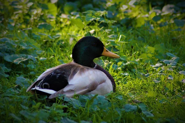 一只野鸭 Anas Platyrhynchos 坐在绿草上的特写 — 图库照片