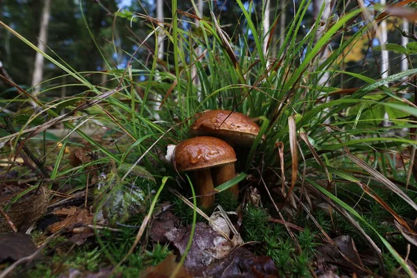 Closeup Mushrooms Growing Forest Stump Autumn — Stock Photo, Image