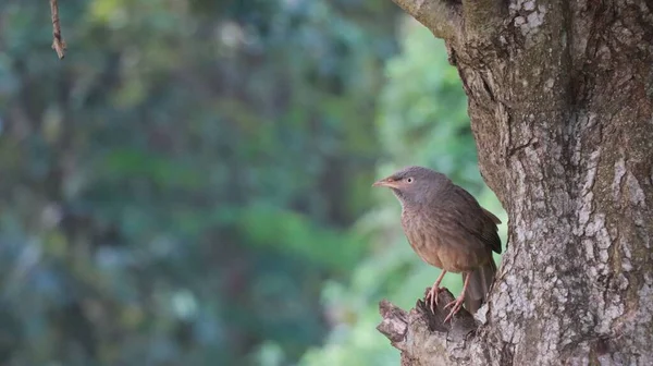 Ağaçtaki Gerçek Bir Ardıç Kuşu Yeşil Bir Arka Planda — Stok fotoğraf