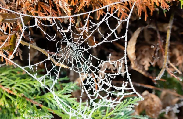 氷の霜でクモの巣が光るのを閉じて — ストック写真