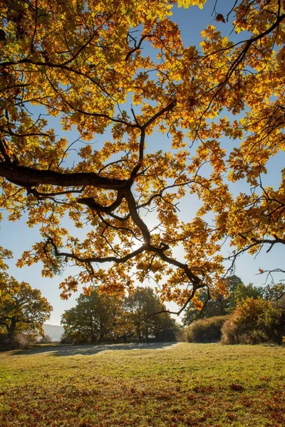 Низкоугольный Вид Красивый Лес Осенью — стоковое фото