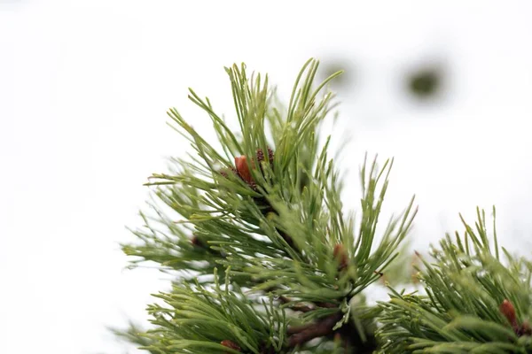 Closeup Shot Green Mugo Pine Needles Daylight Winter Season Blur — Stock Photo, Image