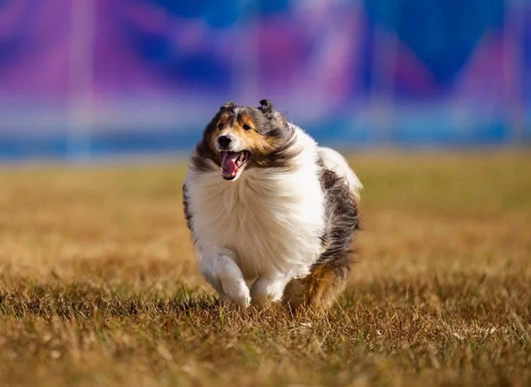背景がぼやけて晴れた日に草原を走る純血種のラフコリー犬 — ストック写真