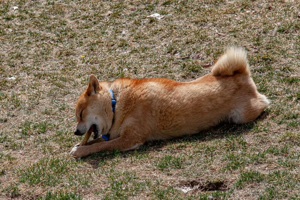 芝犬が草の上に横になり 積極的に骨を噛む様子 — ストック写真