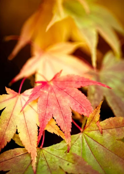 紅葉の垂直撮影秋の紅葉 — ストック写真