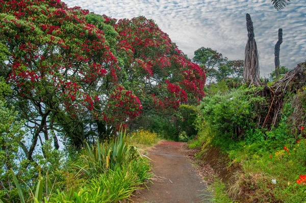 Empty Footpath Passing Pohutukawa Tree Red Bloom Cloudy Sky — Stock Photo, Image