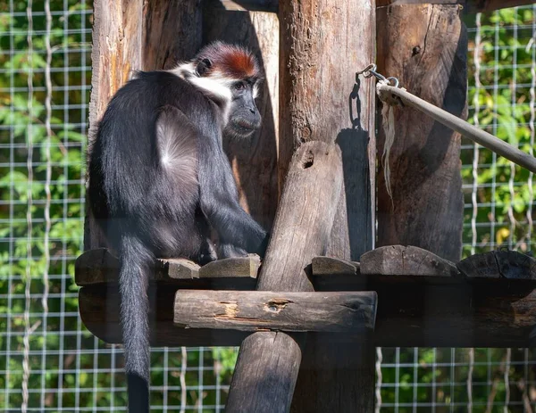 Una Scimmia Mangabey Collare Allo Zoo — Foto Stock