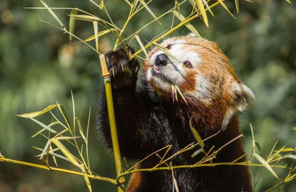 一只美丽的红色大熊猫用竹杆吃东西的特写镜头 — 图库照片