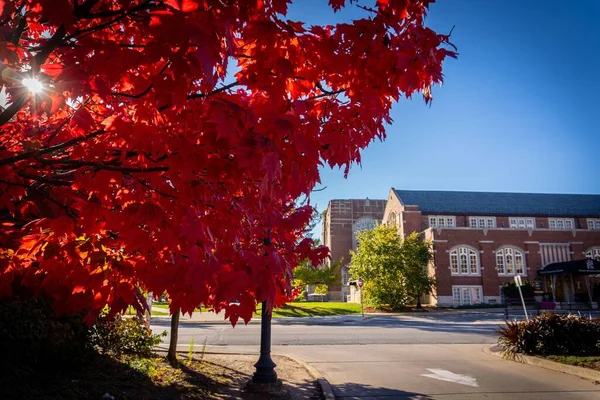 Červené Listy Proti Purdue University Podzim Západním Lafayette Indiana — Stock fotografie