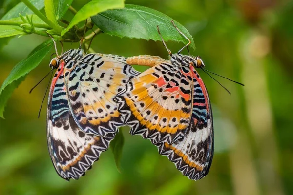 Närbild Cethosia Biblis Röda Lacewing Fjärilar Upp Och Ner Ett — Stockfoto