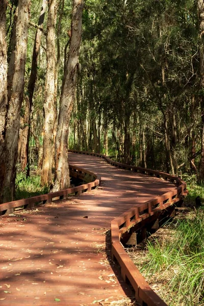 Tiro Vertical Uma Bela Floresta Dia Ensolarado Austrália — Fotografia de Stock