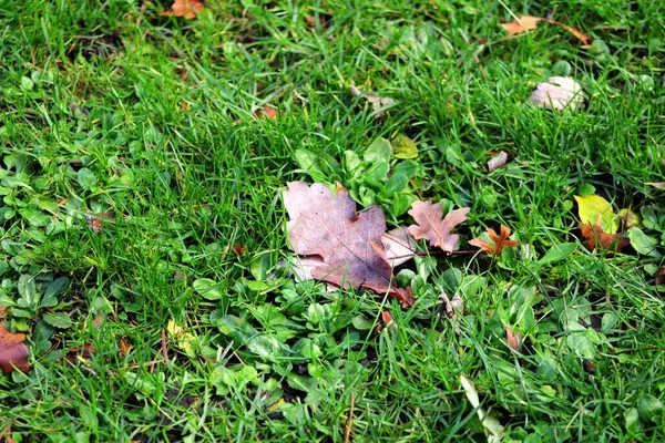 Green Field Fallen Dry Oak Leaves Lying Fresh Grass Concept — Stock Photo, Image