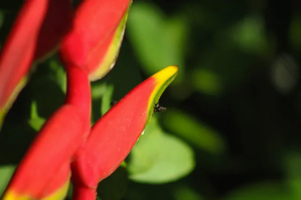 Bokeh Arka Planlı Bir Bahçede Açan Kırmızı Heliconia Nın Makro — Stok fotoğraf