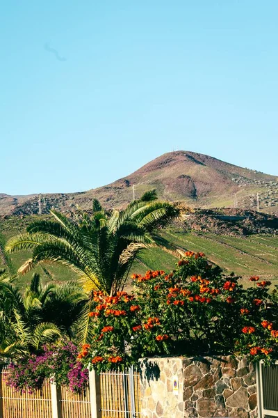 Pionowe Piękne Naturalne Krajobrazy Kwitnącymi Roślinami Wyspach Kanaryjskich — Zdjęcie stockowe