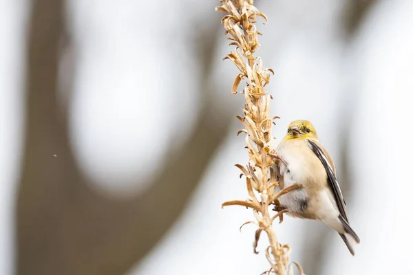 Close Pequeno Pássaro Goldfinch Bonito Uma Planta Seca Com Fundo — Fotografia de Stock