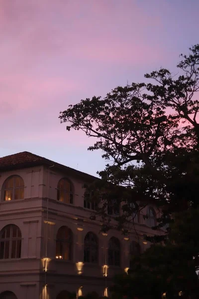 建物の上にピンク色の美しい夕日の空と木のシルエットの垂直ショット — ストック写真