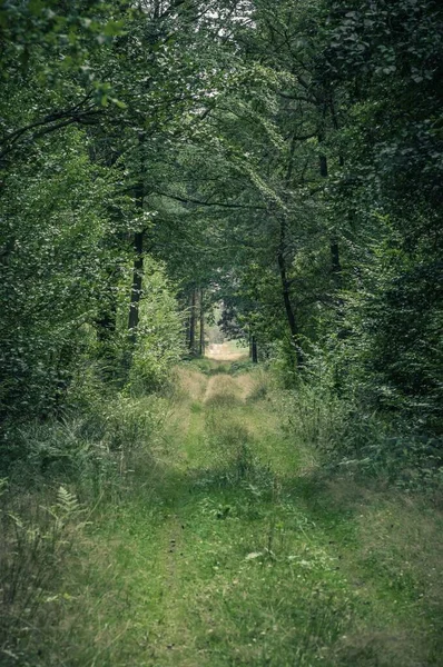 晴れた日の森の中の道の垂直ショット — ストック写真
