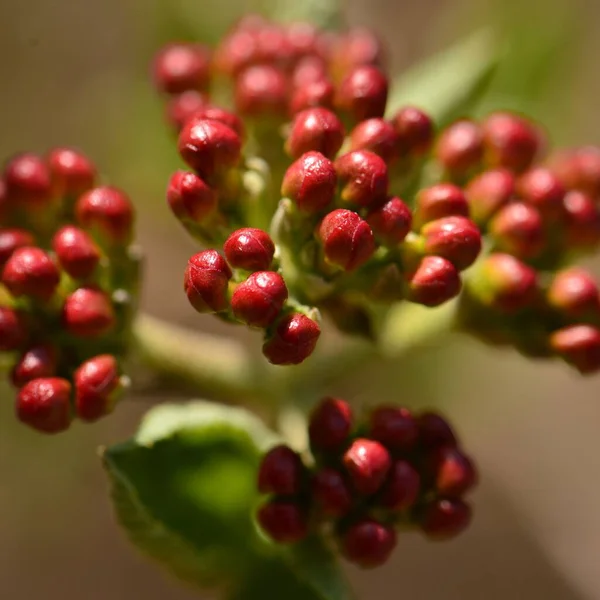野生で成長している野生の赤い果実のクローズアップショット — ストック写真