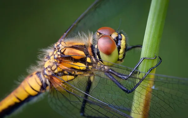 Makroaufnahme Einer Libelle Die Auf Einem Stamm Ruht — Stockfoto
