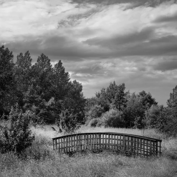 Сірий Знімок Маленького Моста Полі Щільними Зеленню Деревами — стокове фото