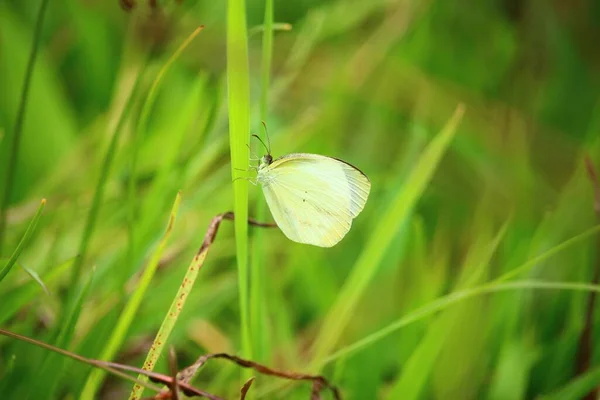 Una Macro Toma Una Mariposa Blanca Sentada Sobre Una Hoja — Foto de Stock