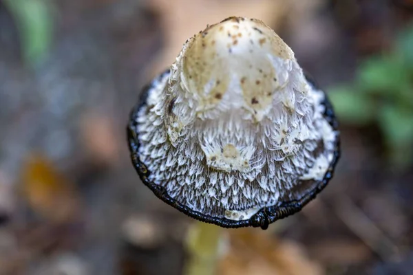在模糊的背景下 一张毛茸茸的墨盖蘑菇的特写照片 — 图库照片