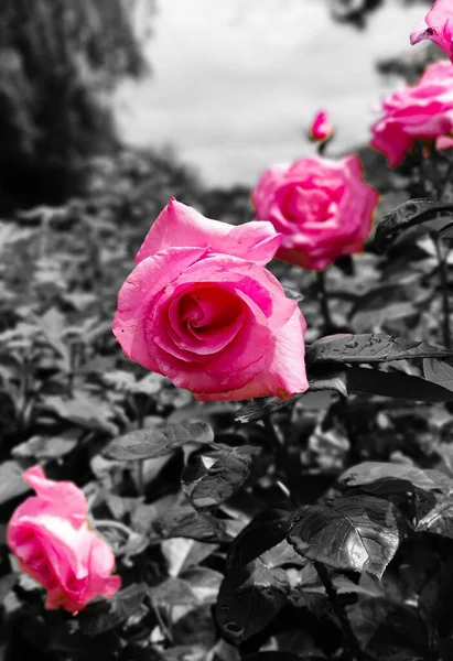 Pionowe Zbliżenie Ujęcie Kwitnących Jasnoróżowych Róż Szarym Tle — Zdjęcie stockowe