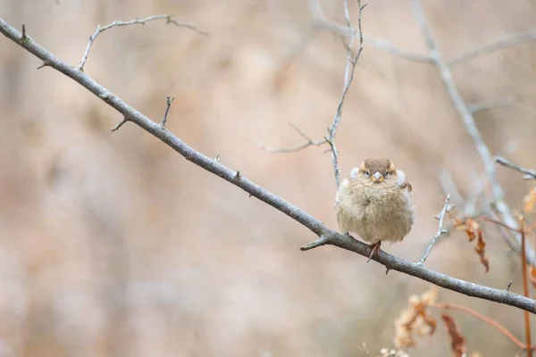 Detailní Záběr Roztomilého Vrabce Sedícího Suché Větvi Lese — Stock fotografie