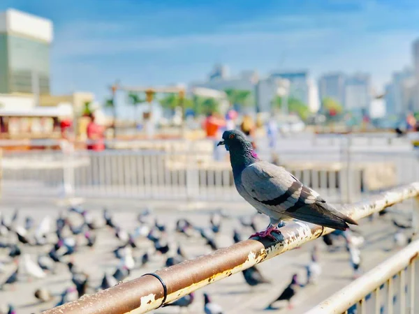 Een Close Shot Van Een Feral Pigeon Een Metalen Hek — Stockfoto