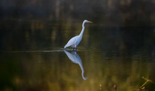 Utsikt Över Vacker Stor Vit Egret Reflekterande Vatten Skog — Stockfoto