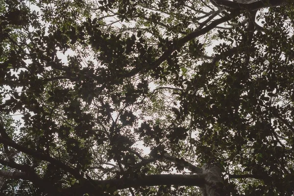 Krásný Pohled Čerstvé Zelené Listy Větvích Lese Při Východu Slunce — Stock fotografie