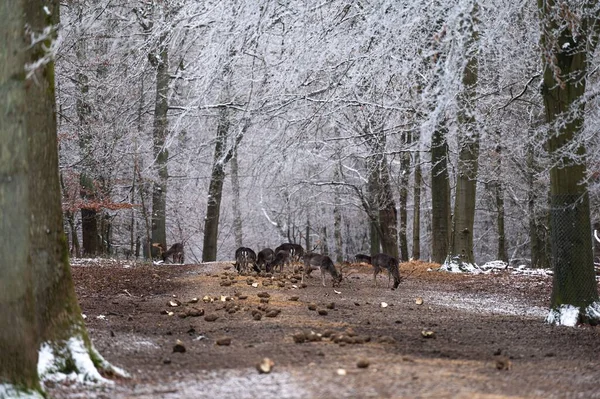 Гарний Знімок Стада Лося Готується Лісі Взимку — стокове фото
