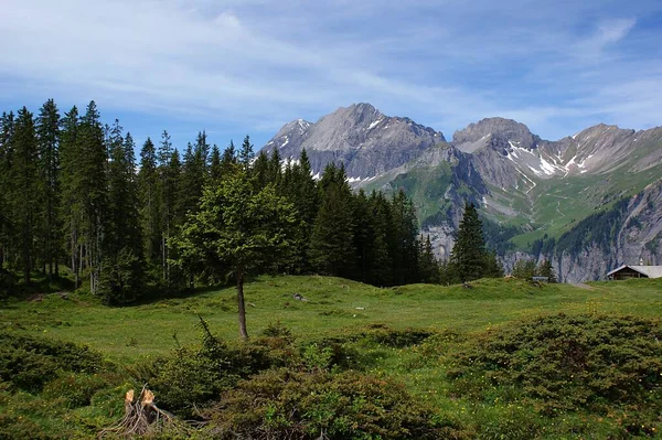 Piękny Zielony Widok Wysokimi Sosnami Górami Tle — Zdjęcie stockowe