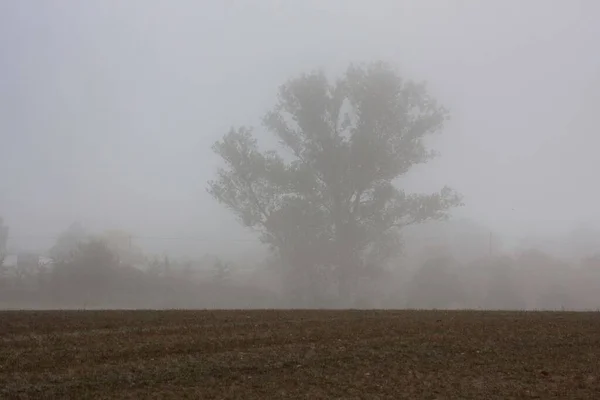 Красивый Снимок Дерева Растущего Поле Туманную Погоду — стоковое фото